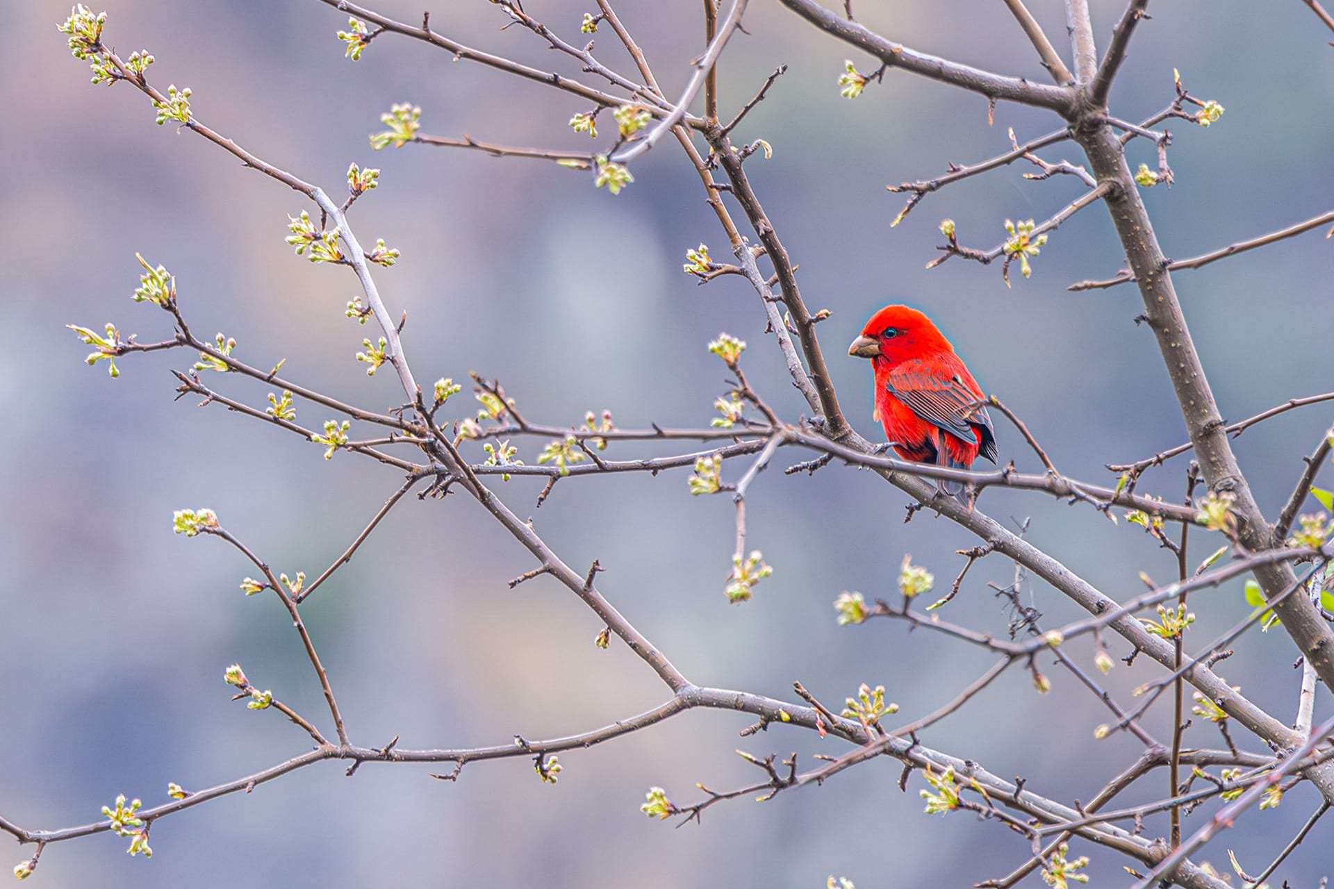 Scarlet Finch: Dazzling Red Feathers