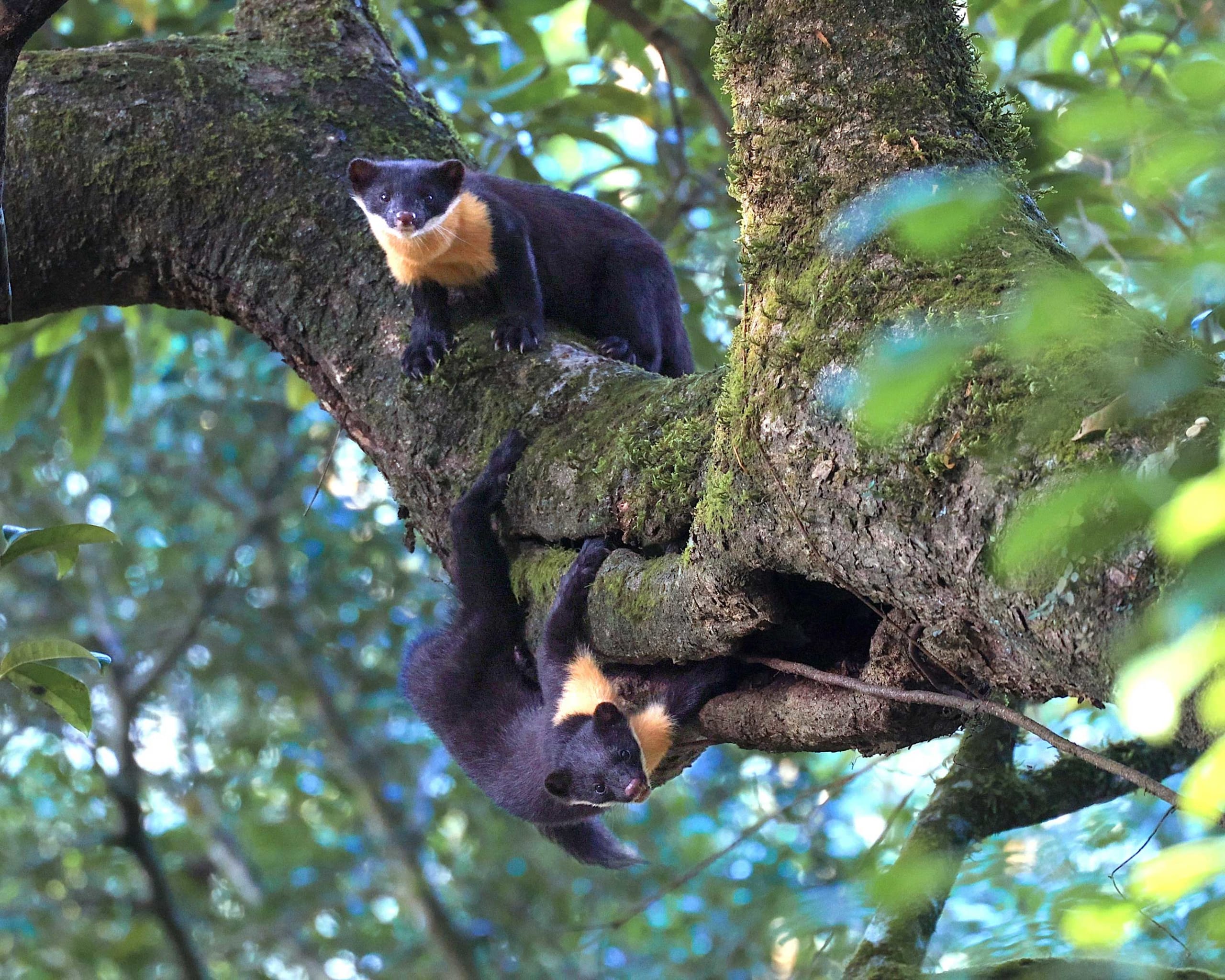 Nilgiri Marten: Phantom of the Western Ghats