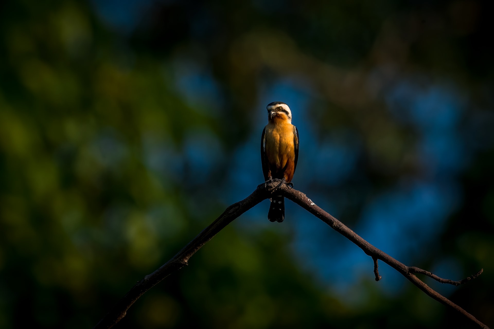 Collared Falconet: Diminutive Predator of the Aerial World