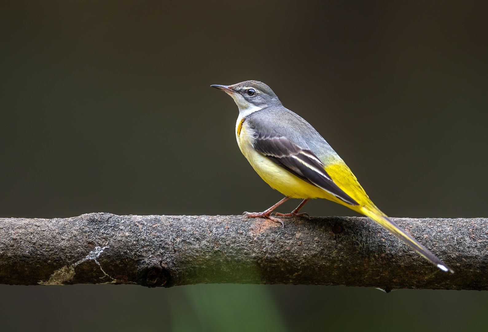 Happy Campers: Life Lessons from the Wagtails of India