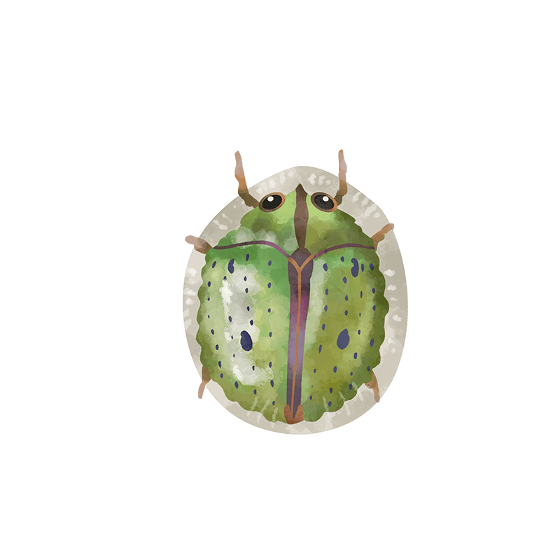 Tortoise beetle