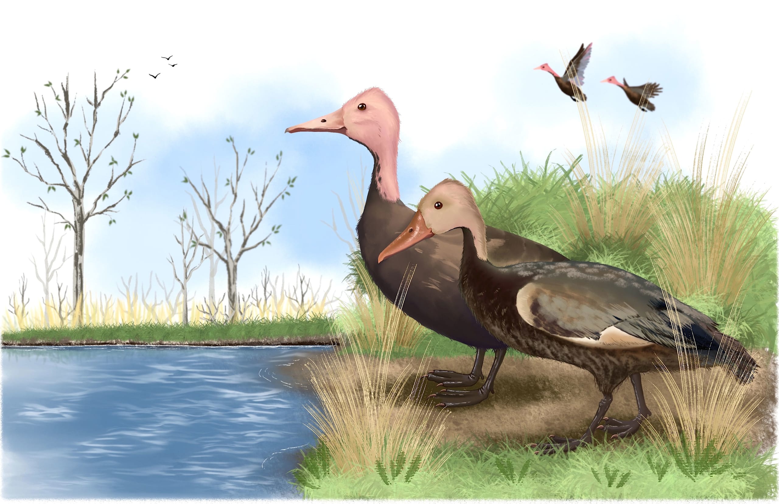 Pink-headed Duck: Pronounced Extinct, Verdict Awaited