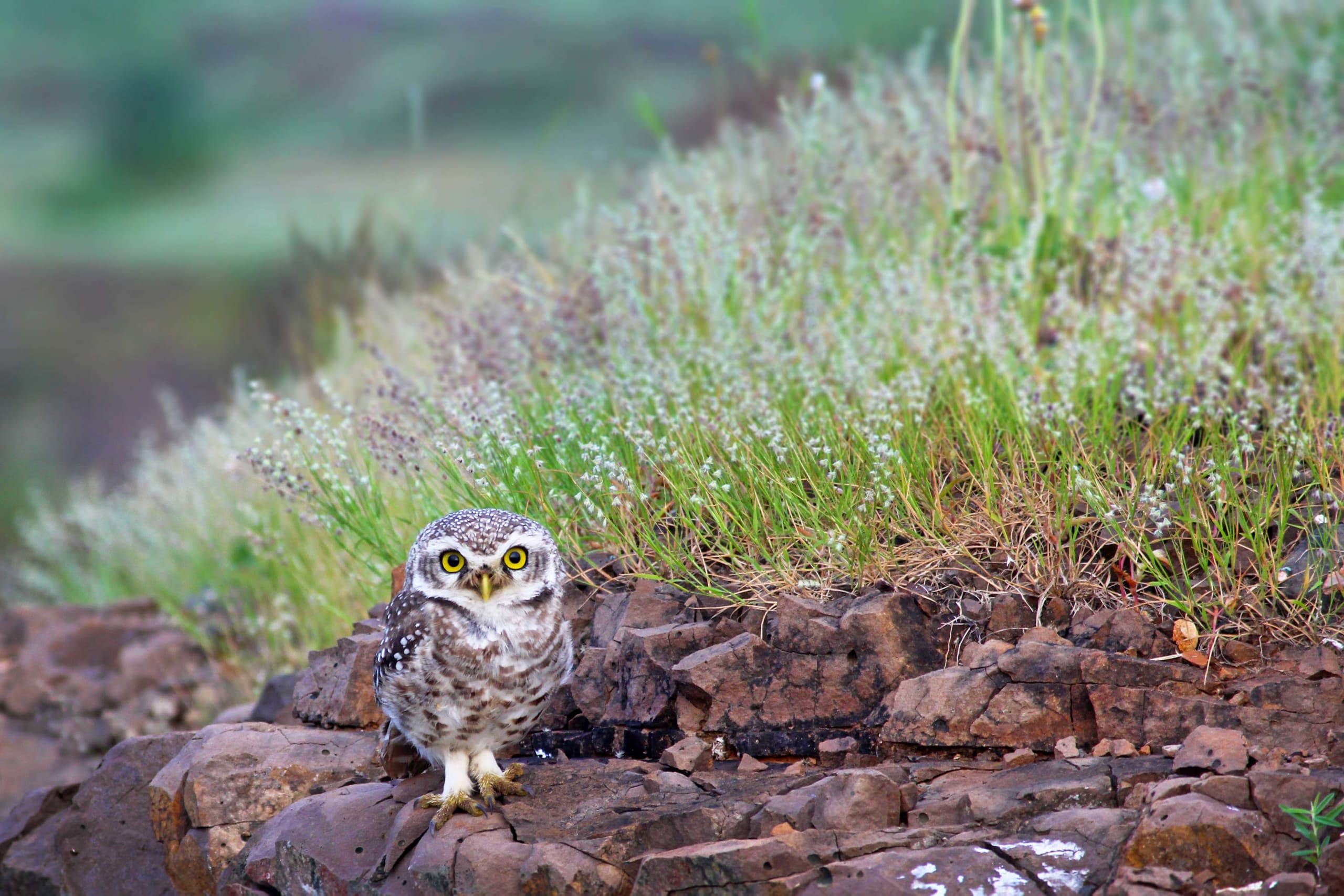 Spotted Owlets: My Fluffy, Head-bobbing Friends