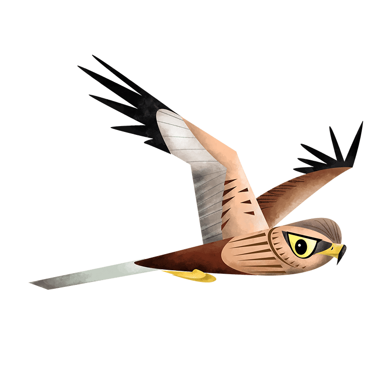 Western marsh harrier