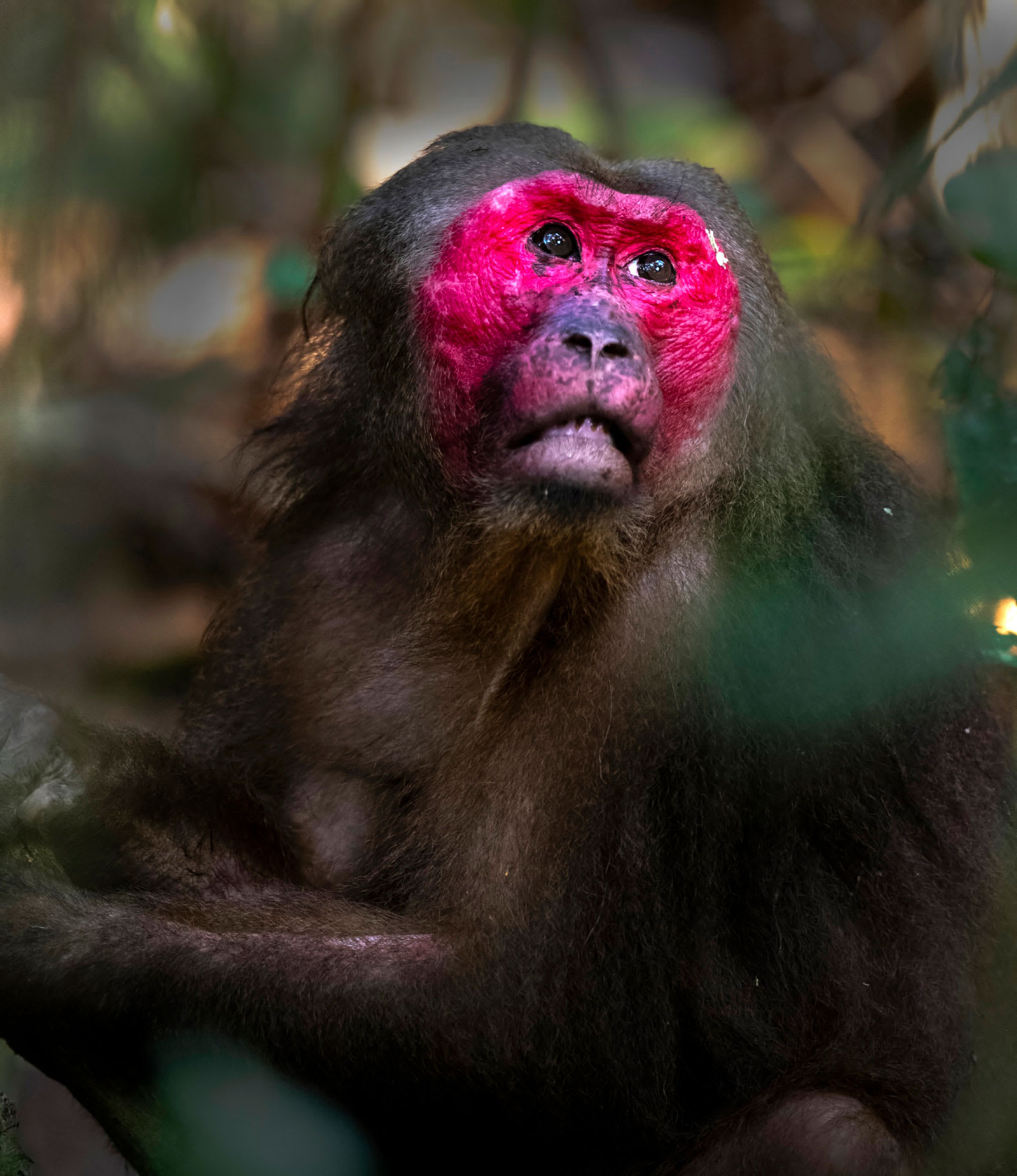 The Stump-tailed Macaques of Hollongapar