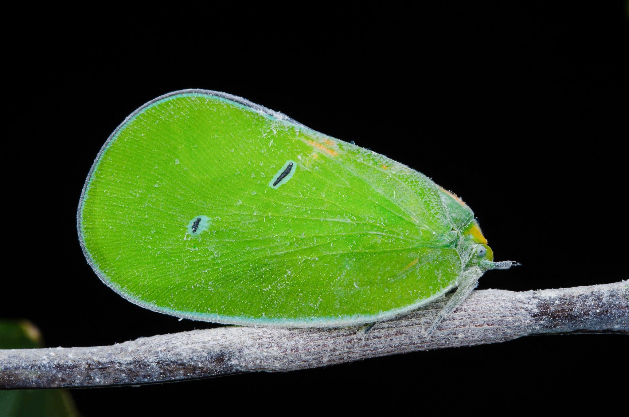 Flying Solo with a Planthopper in Agumbe