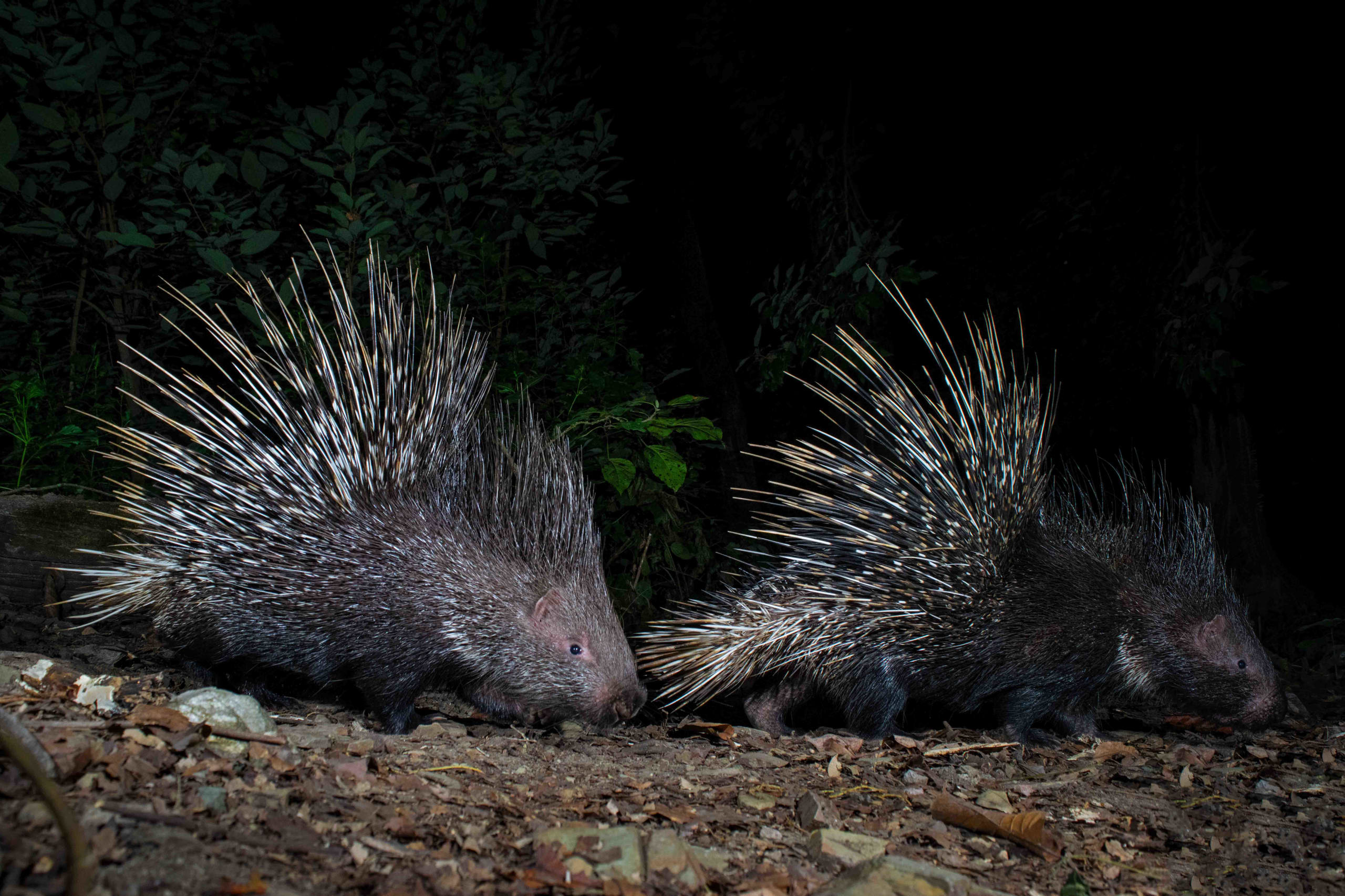Pins and Needles: The Indian Crested Porcupine
