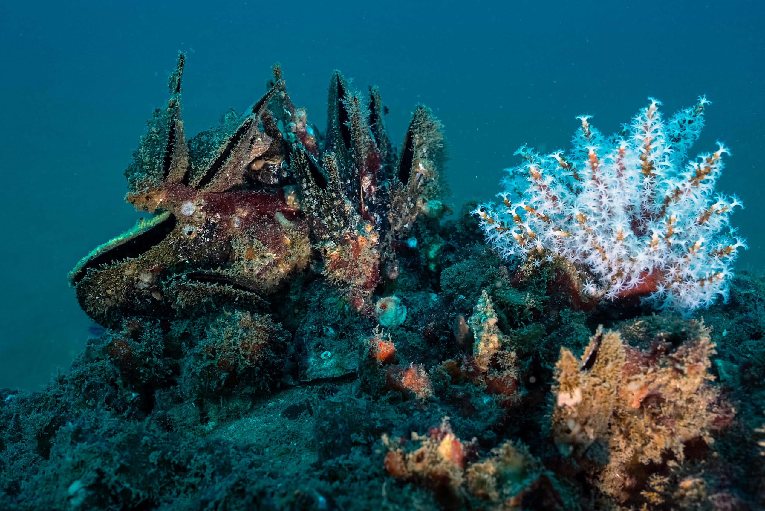 Oysters: Tied to the Web of Life