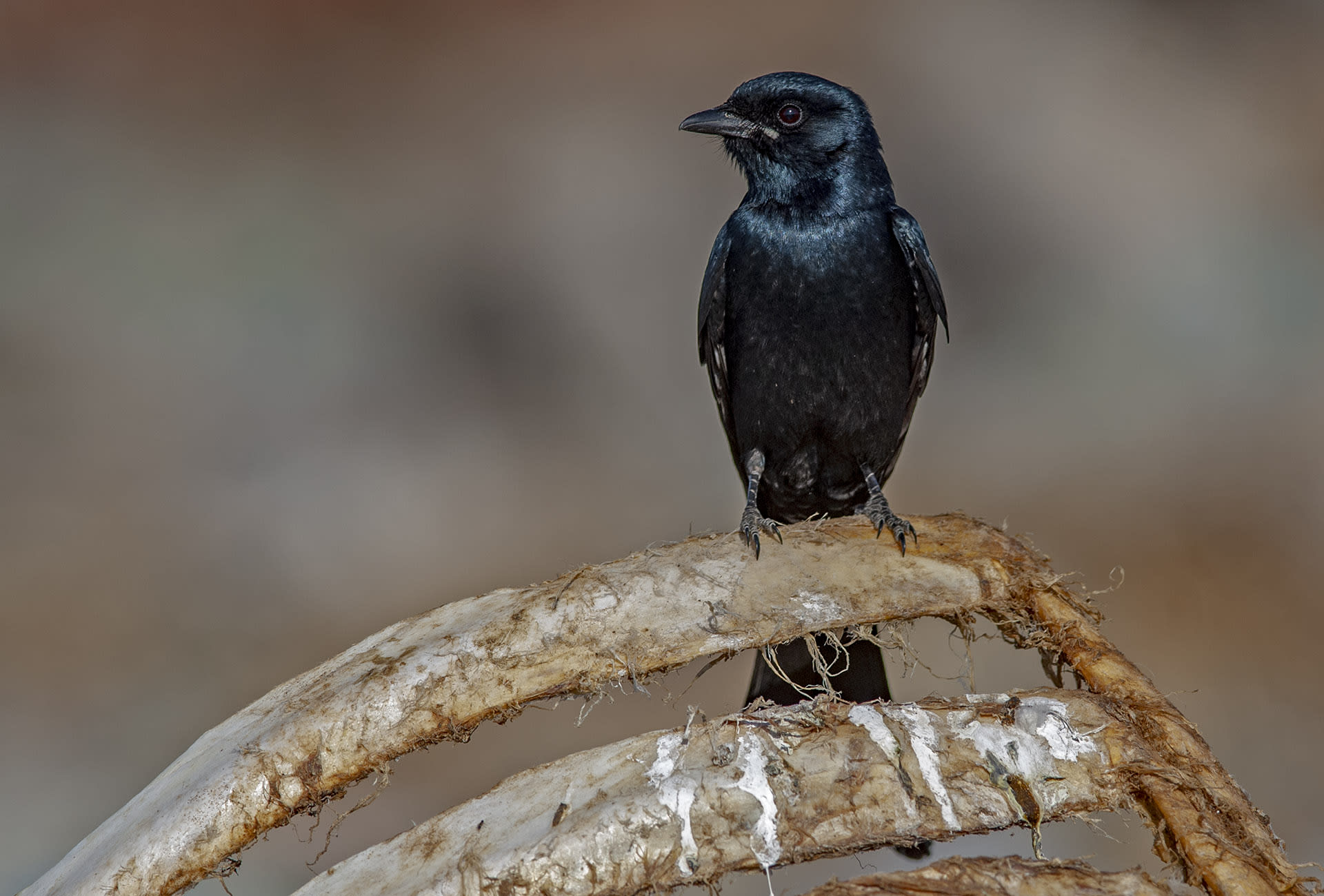 Black Drongo: The Ventriloquist in the Vicinity