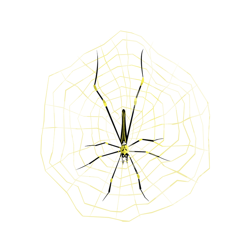 Orb-weaving spiders