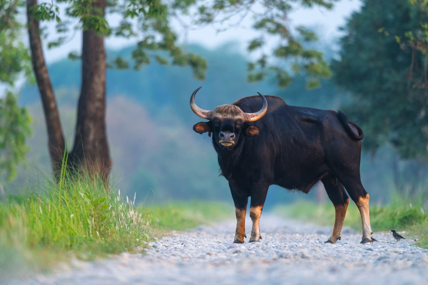 The Titans: Hefty, Dark, and Handsome Gaur