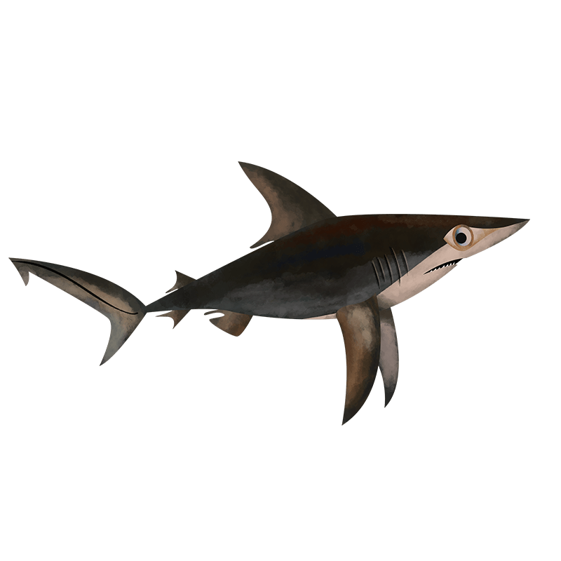 Ganges shark