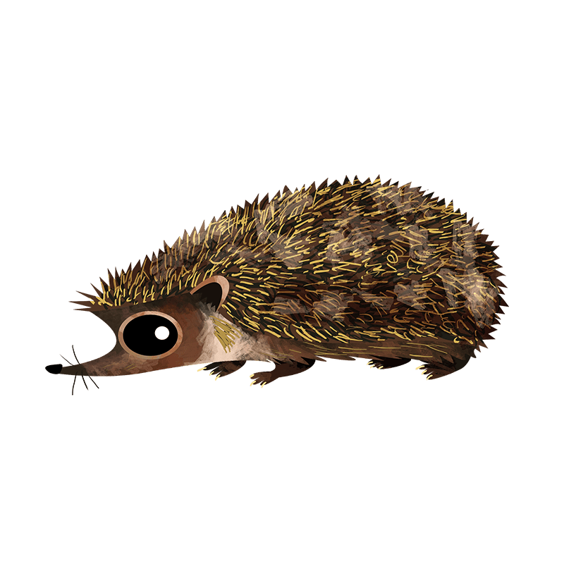 Madras hedgehog