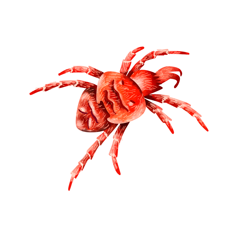 Red velvet mite