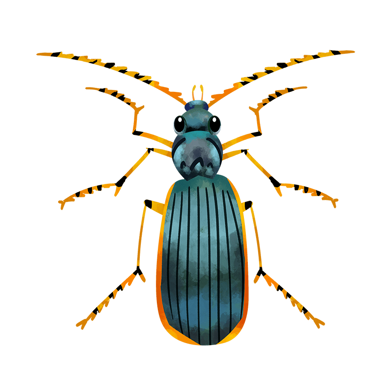 Epomis beetles