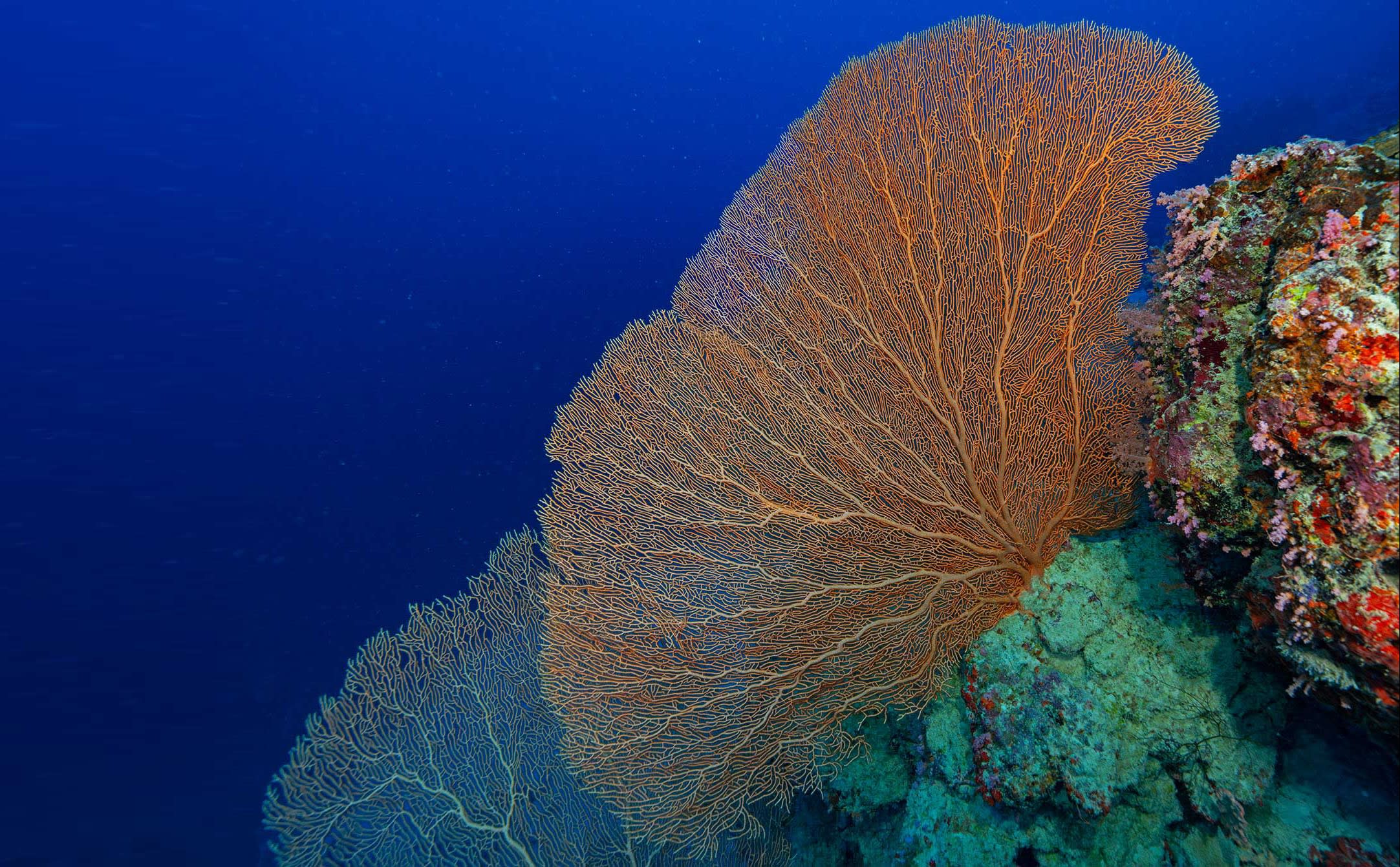 Sea Fan Coral Reef