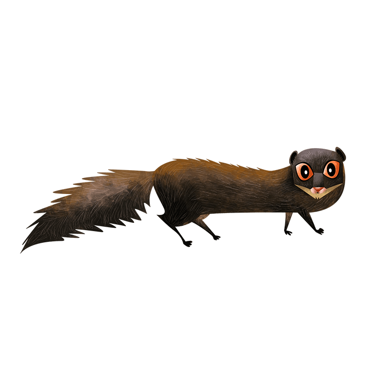 Indian brown mongoose