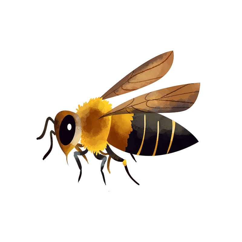 Himalayan giant honeybee