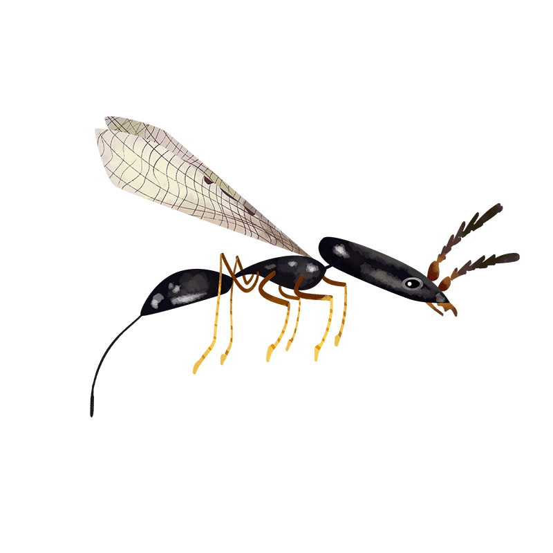 Fig wasps