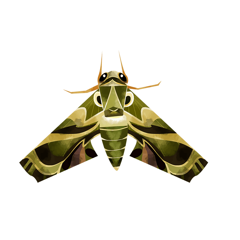 Hawkmoths
