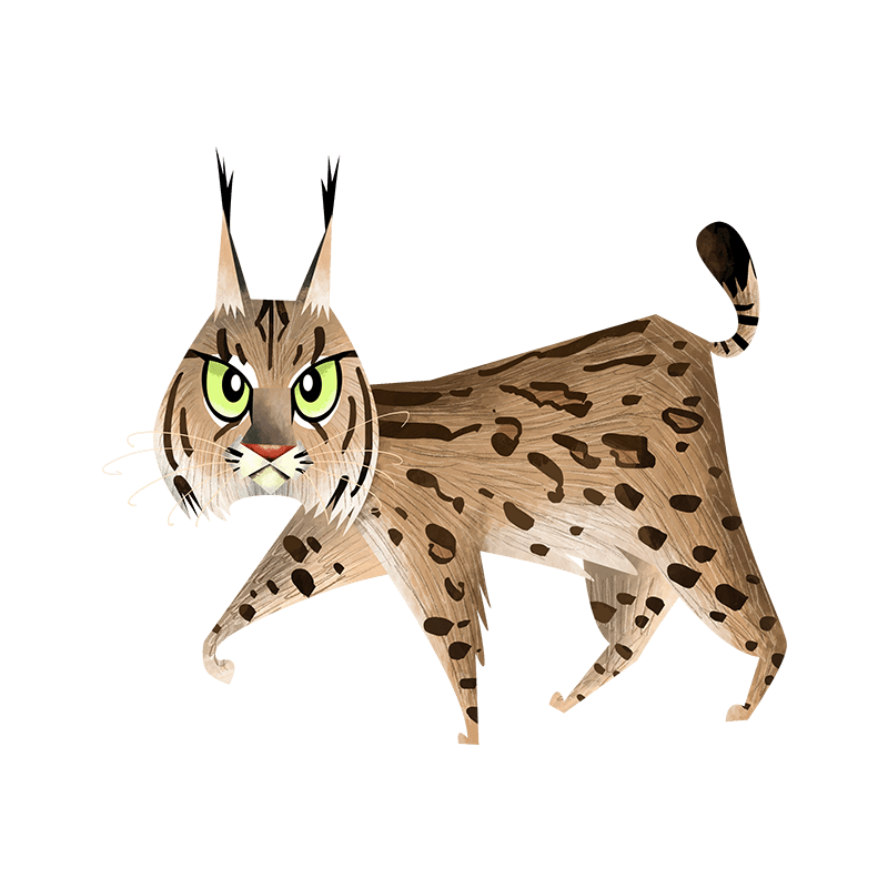 Eurasian lynx