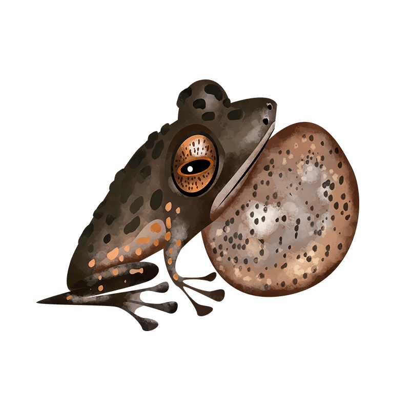 Ghate's bush frog
