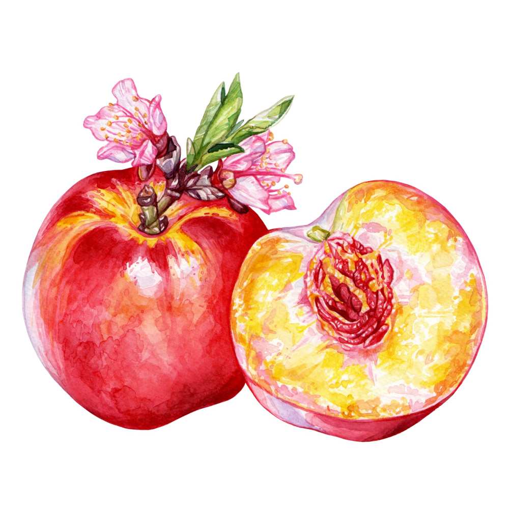 Nectarine