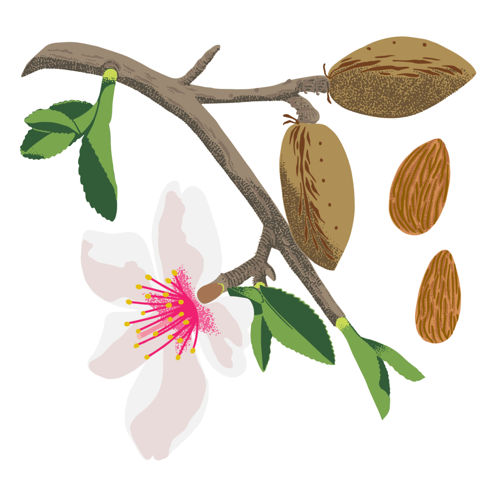 Almond