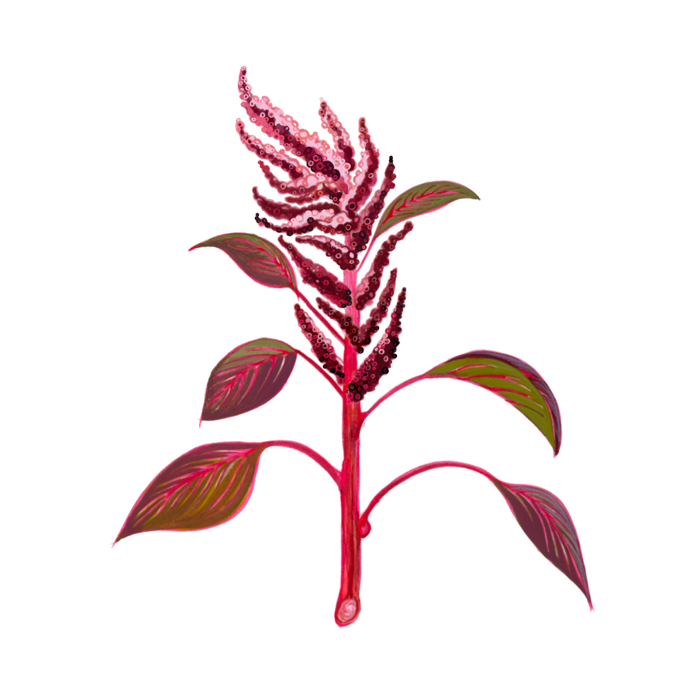 Amaranth