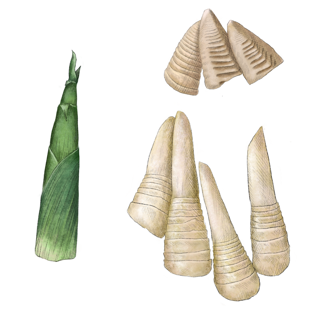 Bamboo Shoot