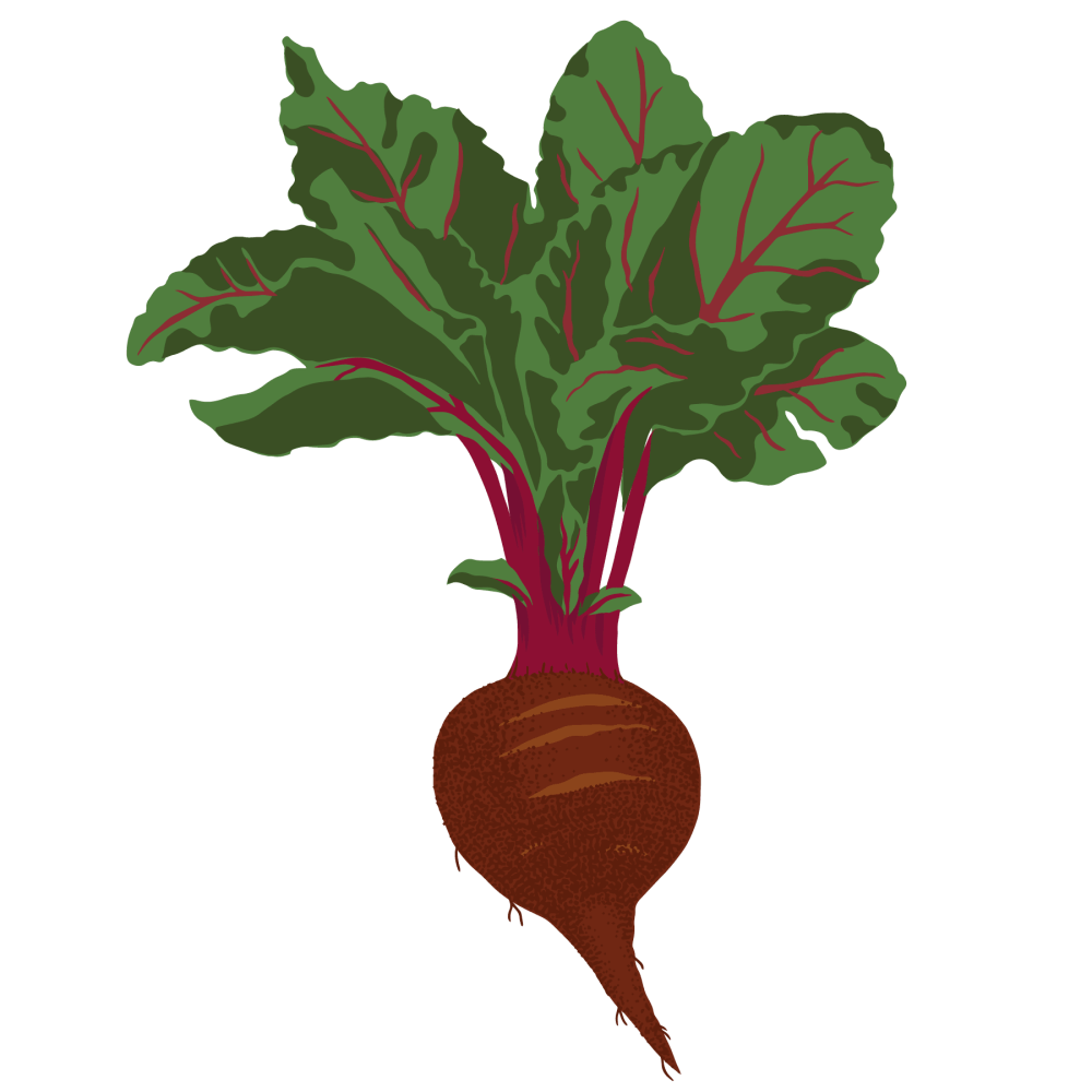 Beet