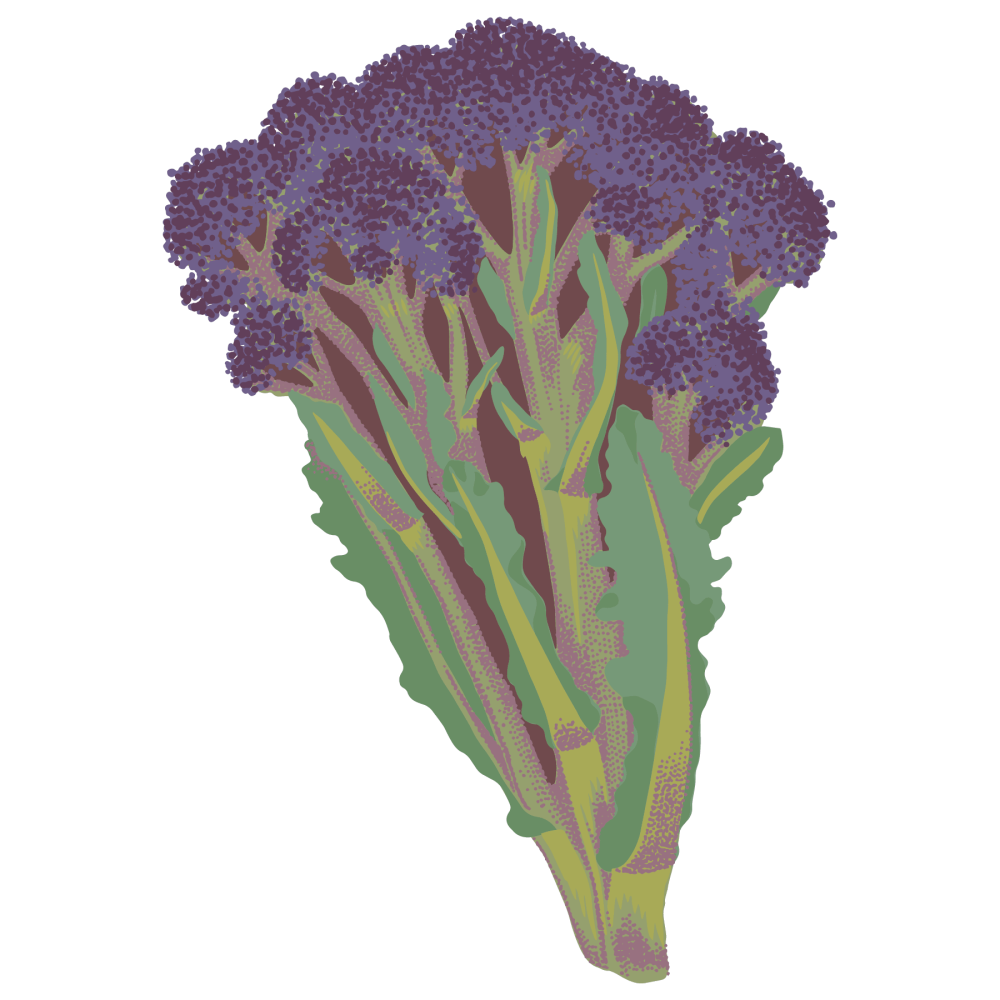 Broccoli