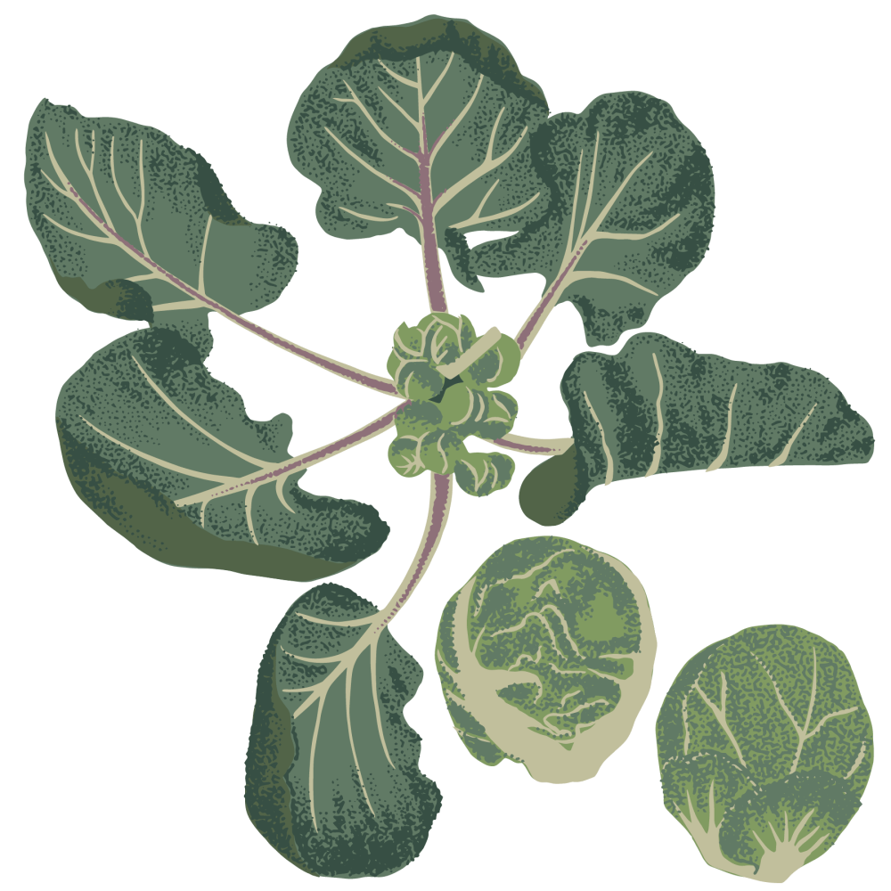 Brussels Sprout