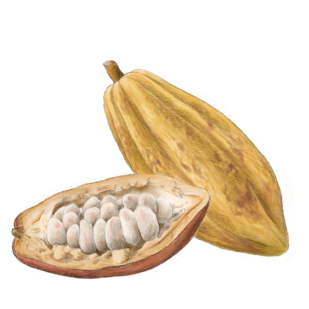 Cacao