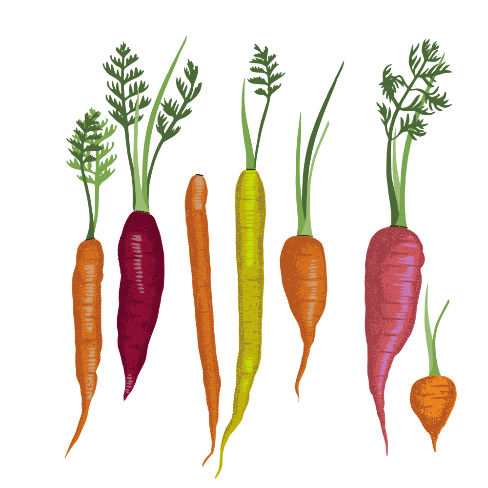 Carrot