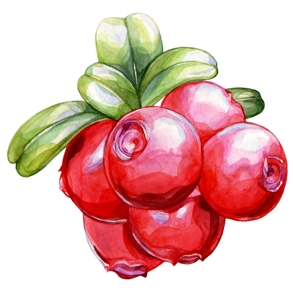 Cranberry