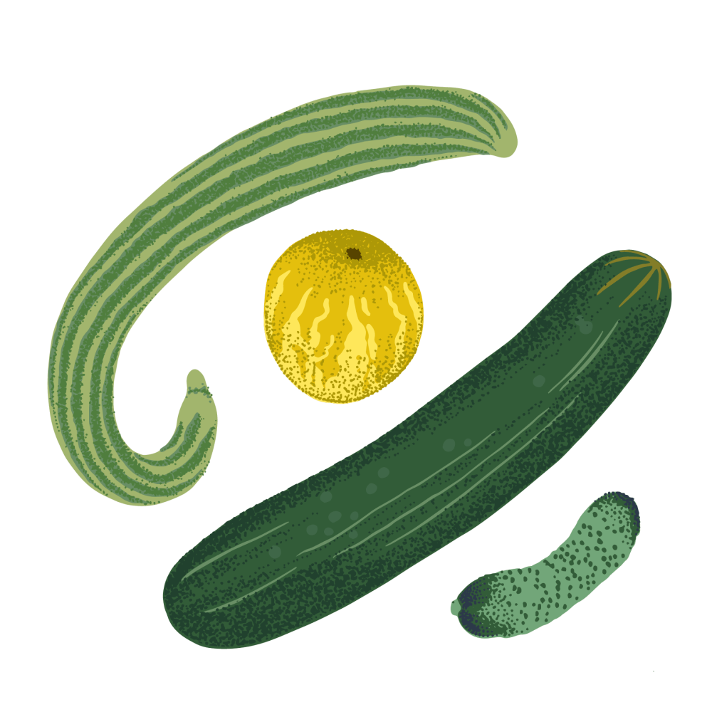 Cucumber