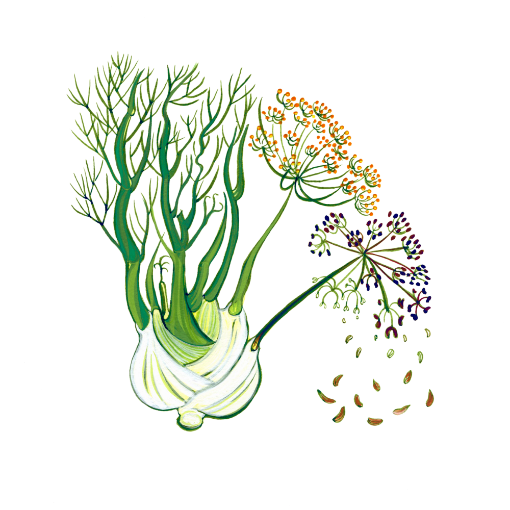 Fennel