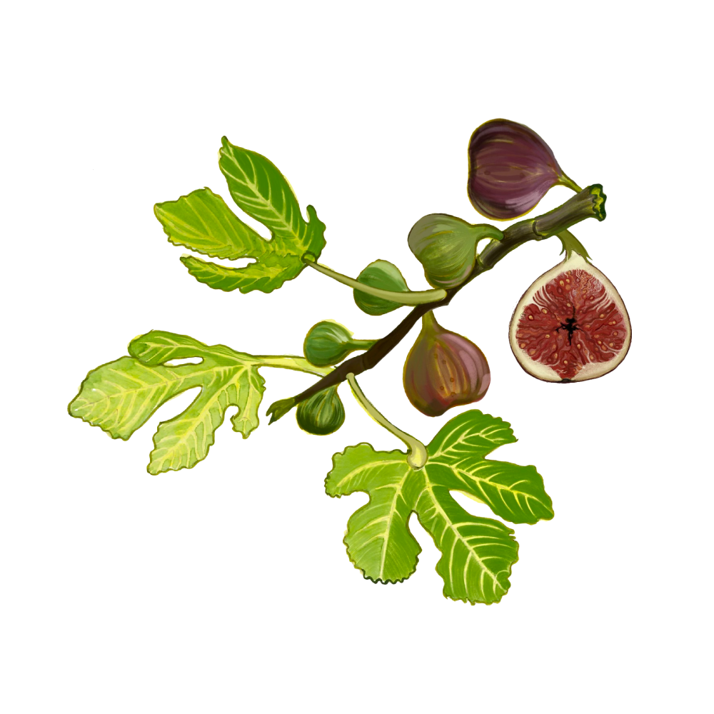 Fig