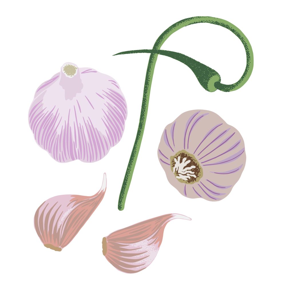 Garlic