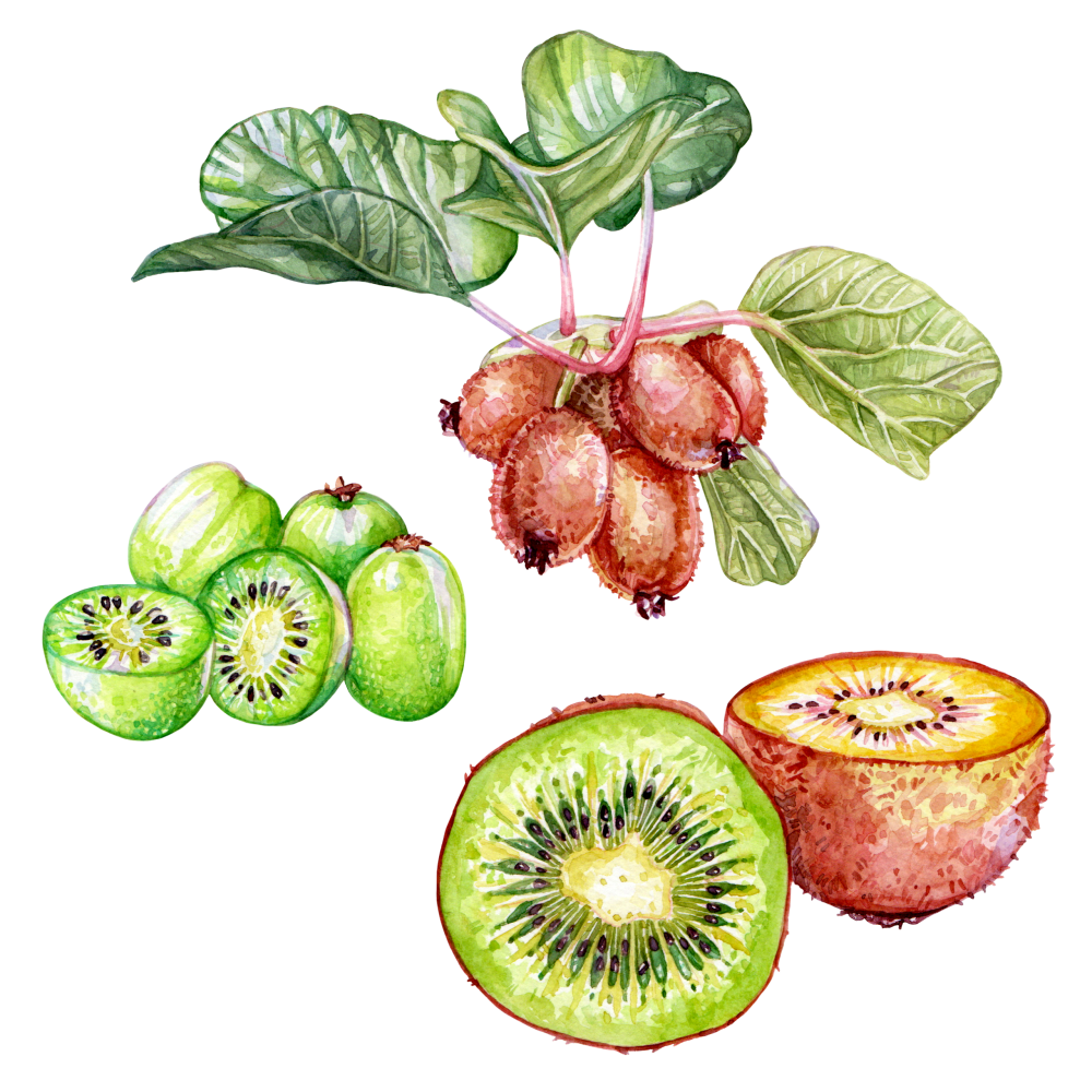 Kiwi