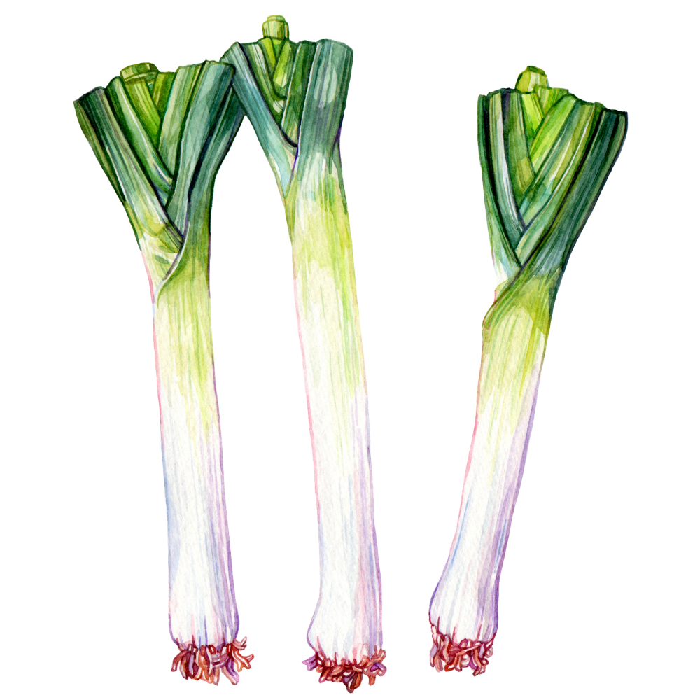 Leek