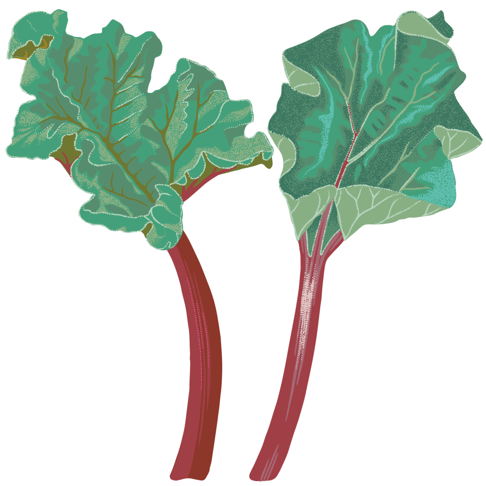 Rhubarb