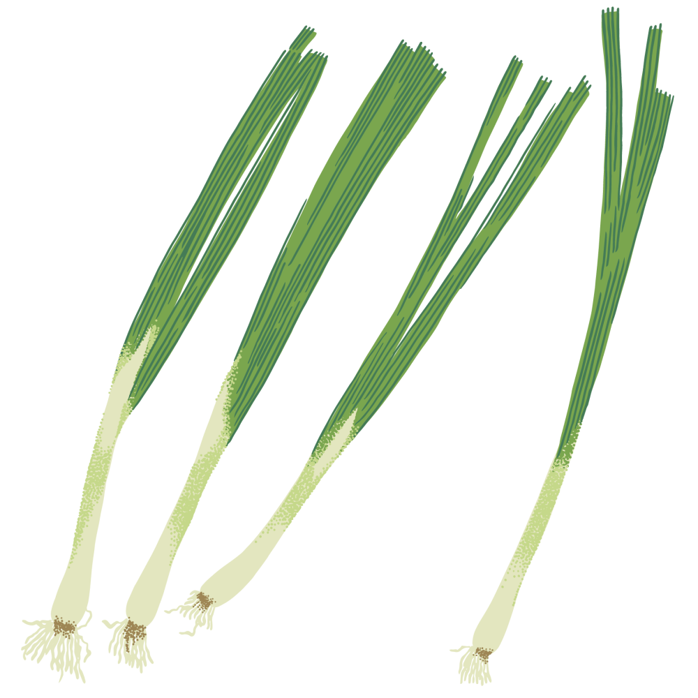 Scallion