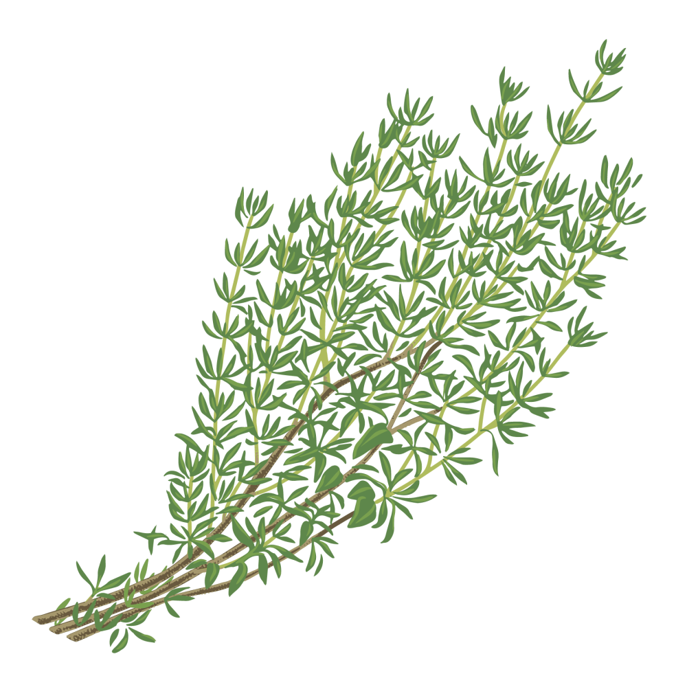 Thyme
