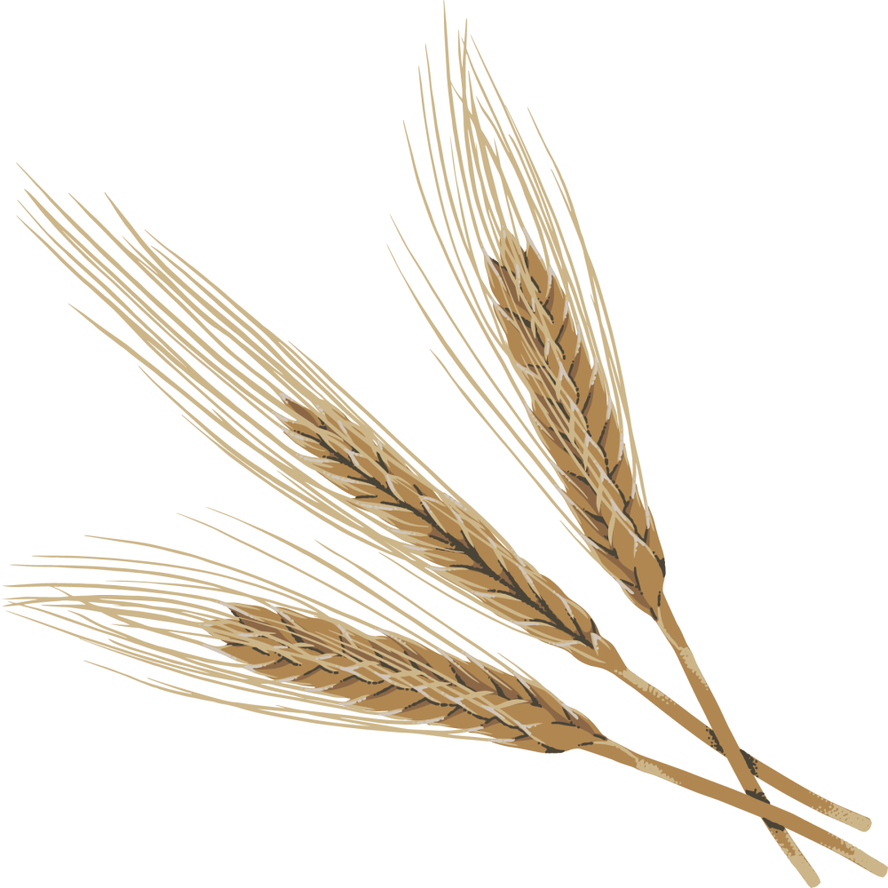 Wheat