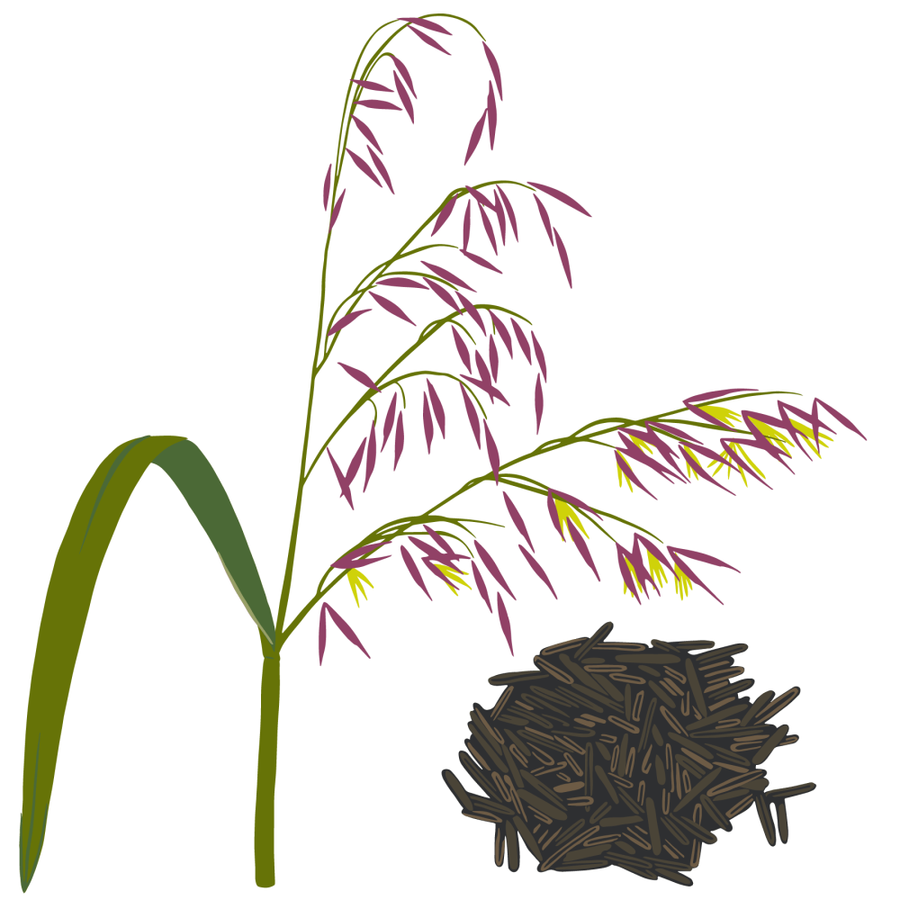Wild Rice
