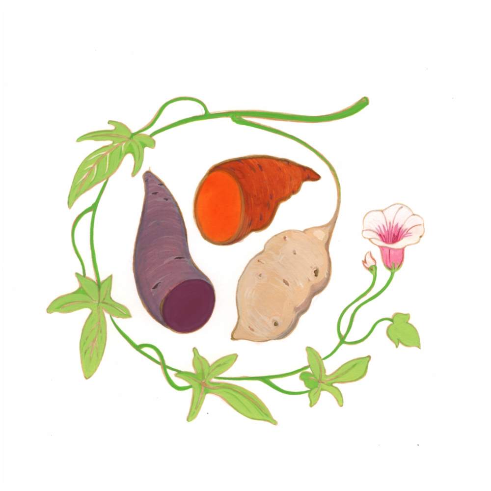 Sweet Potato