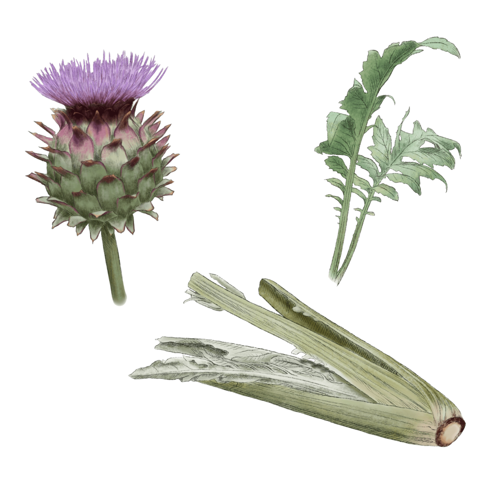 Cardoon