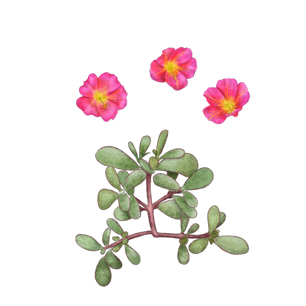 Purslane